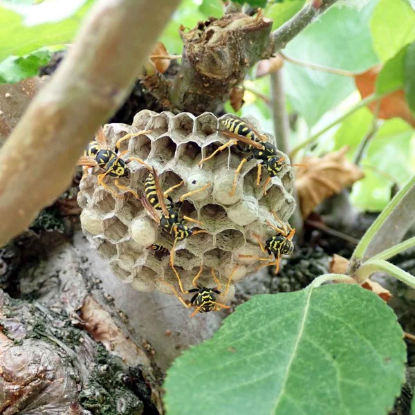 Vos&iacute;ci jsou tak&eacute; pred&aacute;tory a&nbsp;občas můžeme jejich hn&iacute;zdo naj&iacute;t i&nbsp;v sadech