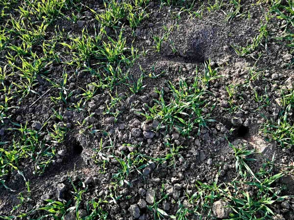 Nory hraboše v ozimém ječmeni Nory hraboše v ozimém ječmeni