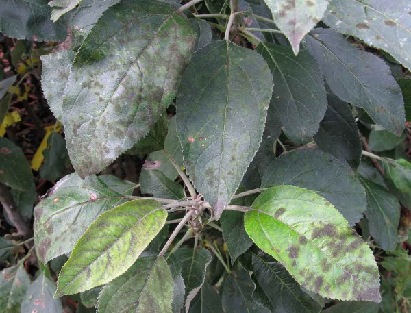 Strupovitost jabloně