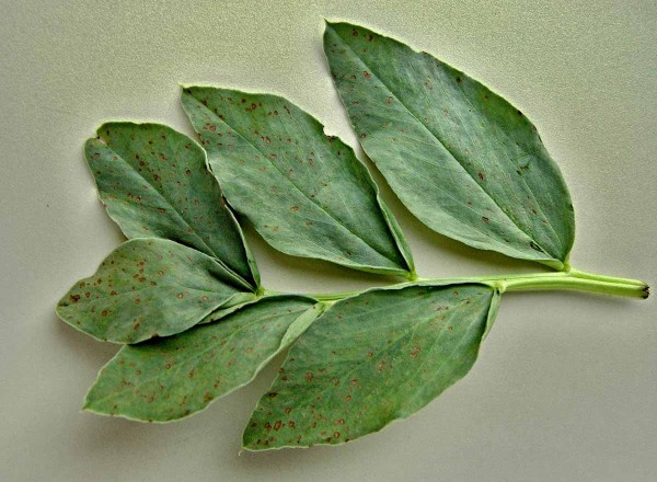 Hnědá skvrnitost bobu Hnědá skvrnitost bobu