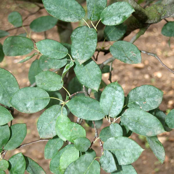 Padl&iacute; muchovn&iacute;ku