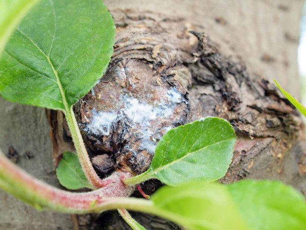 V květnu pokračuje obnovov&aacute;n&iacute; koloni&iacute; vlnatky krvav&eacute;