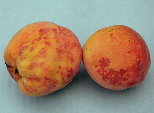 Kadeřavost broskvoně - červen&eacute; nepravideln&eacute; ohraničen&eacute; skvrny na plodech