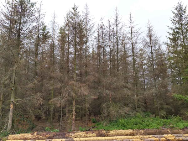 Napaden&yacute; mlad&yacute; porost