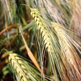 LG Triumph - jeden vl&aacute;dne v&scaron;em