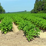 Ochrana brambor od s&aacute;zen&iacute; do sklizně