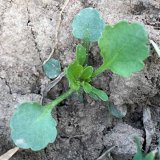 Plevele a&nbsp;konkurenčn&iacute; schopnost ozim&yacute;ch plodin