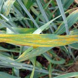 Regulace, stimulace a&nbsp;fungicidn&iacute; ochrana p&scaron;enice ve variabiln&iacute;ch podm&iacute;nk&aacute;ch