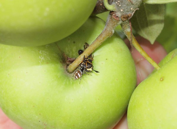 Pavouk - skákavka s kořistí Pavouk - skákavka s kořistí