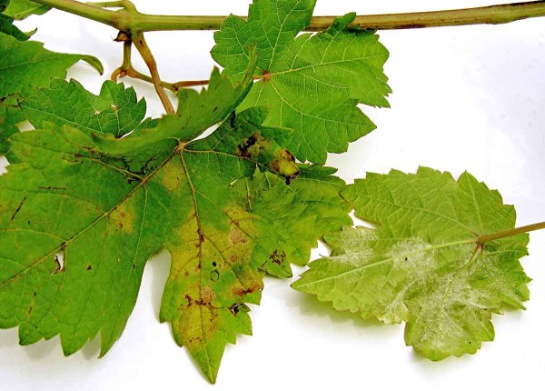 Plíseň révy Plíseň révy