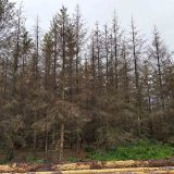 Aktu&aacute;ln&iacute; situace v&nbsp;kůrovcov&eacute; kalamitě v&nbsp;ročn&iacute;ku 2019/20