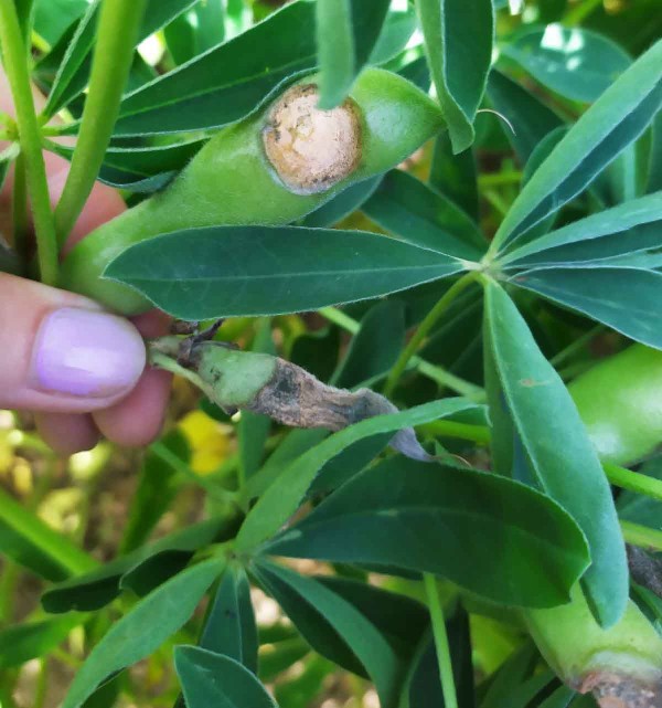 Obr. 1: Lusky po&scaron;kozen&eacute; antrakn&oacute;zou