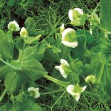 &Uacute;ponkov&eacute; odrůdy hrachů Limagrain