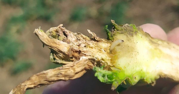 Vzrostn&yacute; vrchol likvidovan&yacute; larvami dřepč&iacute;ka