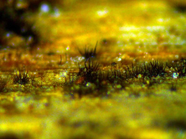 Acervuli na&nbsp;rostlinn&eacute;m pletivu