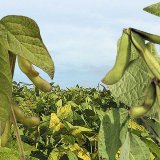 Poln&iacute; dny S&oacute;ja 2016