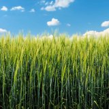 Foli&aacute;rn&iacute; aplikace s&iacute;ry a&nbsp;jej&iacute; vliv na v&yacute;nos a&nbsp;kvalitu zrna