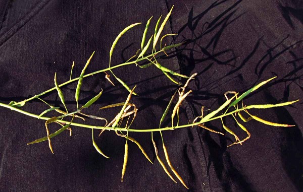 Poškození šešulí bejlomorkou kapustovou Poškození šešulí bejlomorkou kapustovou