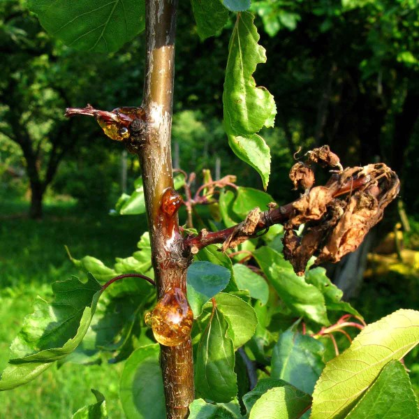 Moniliniová spála peckovin - úžeh na meruňce Moniliniová spála peckovin - úžeh na meruňce