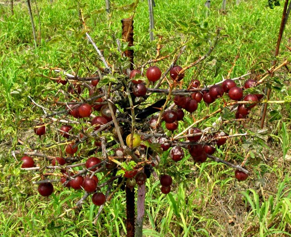 Angrešt po napadení antraknózou rybízu Angrešt po napadení antraknózou rybízu