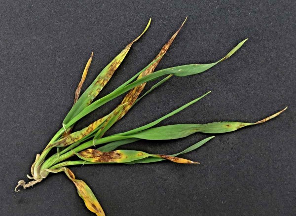 Síťovitá skvrnitost ječmene - hnědá skvrnitost, primární infekce Síťovitá skvrnitost ječmene - hnědá skvrnitost, primární infekce