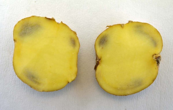 Šednutí dužniny bramboru Šednutí dužniny bramboru