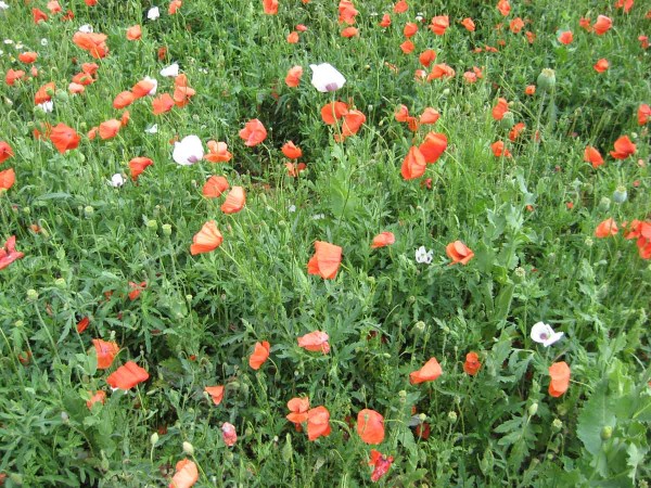 Porost zaplevelen&yacute; vlč&iacute;m m&aacute;kem pěkně barevně kvete, ale moc se z&nbsp;něj nesklid&iacute; 