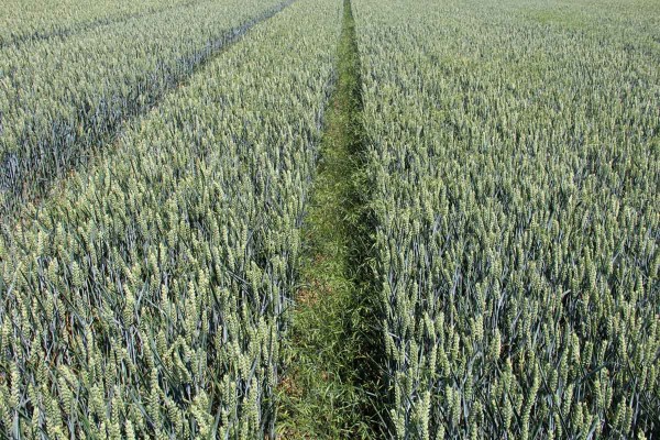 Redukovan&aacute; v&yacute;&scaron;ka stoklasov 30 dn&iacute; po herbic&iacute;dnom o&scaron;etren&iacute;