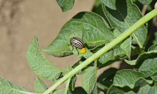 Obr. 1: Samička mandelinky při kladen&iacute; vaj&iacute;ček
