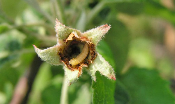 Vylíhlá housenice pilatky švestkové v krátké době zlikviduje mladý plůdek Vylíhlá housenice pilatky švestkové v krátké době zlikviduje mladý plůdek