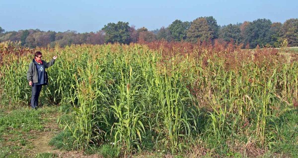 Vlevo - čirok Bovital před II. seč&iacute; v&nbsp;roce 2012