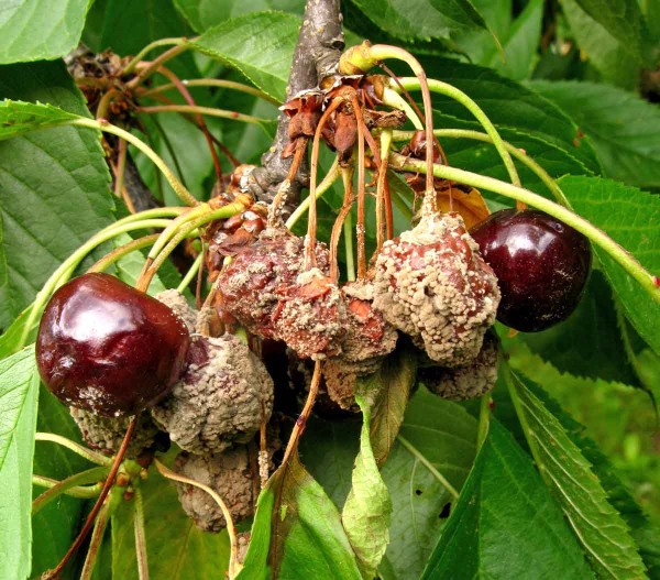 Moniliniová hniloba peckovin - višeň Moniliniová hniloba peckovin - višeň