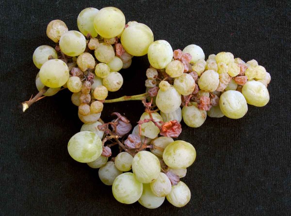 Odumírání třapiny hroznů Odumírání třapiny hroznů