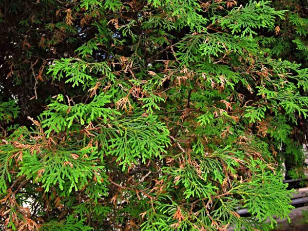 Prosychání tújí vlivem sucha Prosychání tújí vlivem sucha