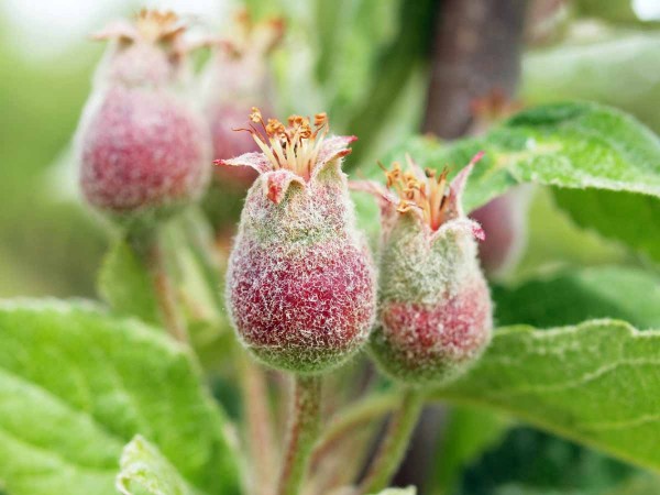 V průběhu května doch&aacute;z&iacute; k&nbsp;vytvořen&iacute; n&aacute;sady a&nbsp;k intenzivn&iacute;mu růstu plůdků; na konci měs&iacute;ce dozr&aacute;vaj&iacute; nejraněj&scaron;&iacute; odrůdy peckovin