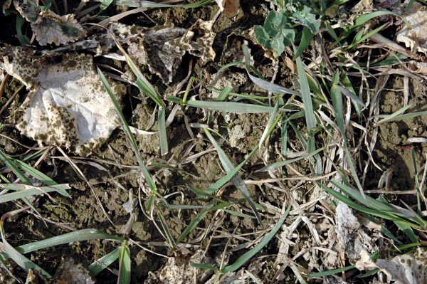 Korvetto velmi dobře hub&iacute; nejen kakosty, ale tak&eacute; sv&iacute;zel, m&aacute;k vlč&iacute;, zeměd&yacute;m, &uacute;horn&iacute;k, heřm&aacute;nky, hluchavky a&nbsp;dal&scaron;&iacute; plevele