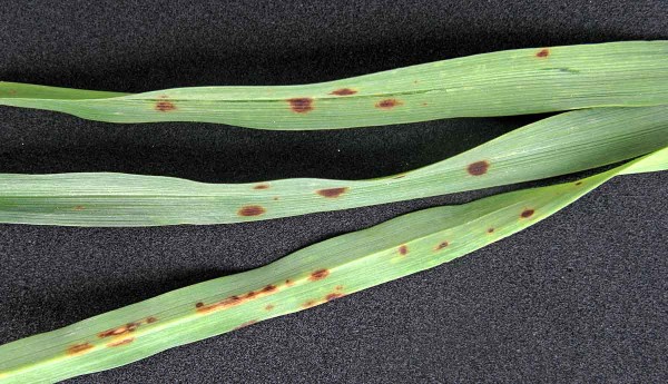 Projev superrezistence vůči padlí Projev superrezistence vůči padlí