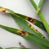 Aktu&aacute;ln&iacute; přehled ochrany poln&iacute;ch plodin - duben a&nbsp;květen 2020