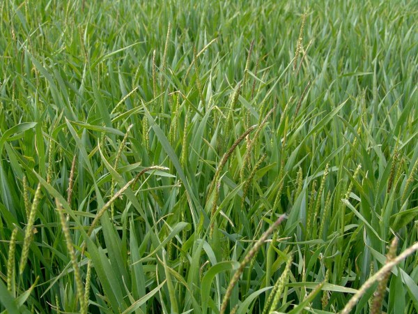 Obr. 6: K&nbsp;vymet&aacute;n&iacute; ps&aacute;rky poln&iacute; doch&aacute;z&iacute; poměrně brzy, obvykle již v&nbsp;prvn&iacute; polovině května