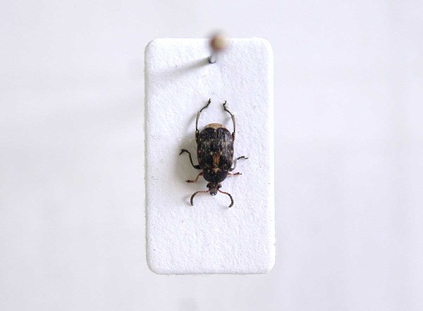 Obr. 8a: Dospělec zrnokaze bobového (Bruchus rufimanus) Obr. 8a: Dospělec zrnokaze bobového (Bruchus rufimanus)