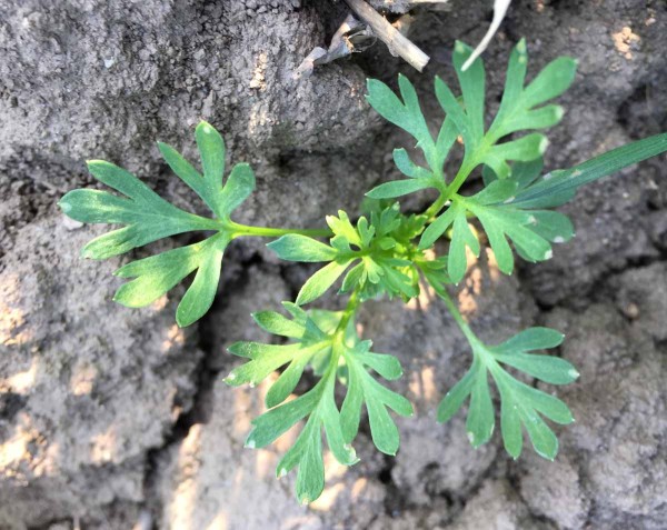 Ostrožka v&yacute;chodn&iacute; (Consolida orientalis) je zdom&aacute;cněl&yacute; neofyt