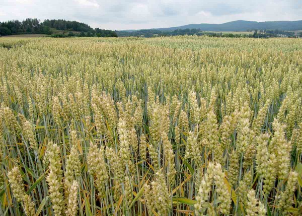I hor&scaron;&iacute; porost může při pečliv&eacute; agrotechnice poskytnout dobr&yacute; v&yacute;nos