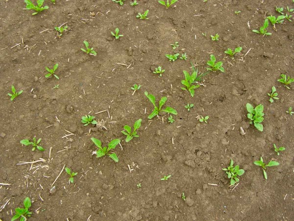 V&yacute;skyt rostlin pleveln&eacute; řepy mezi ř&aacute;dky cukrovky
