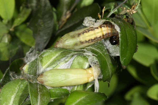 Obr. 4: Kukly zav&iacute;ječe zimostr&aacute;zov&eacute;ho jsou dobře ukryty mezi pevně sepředen&yacute;mi listy; na sn&iacute;mku jsou z&aacute;motky otevřen&eacute;