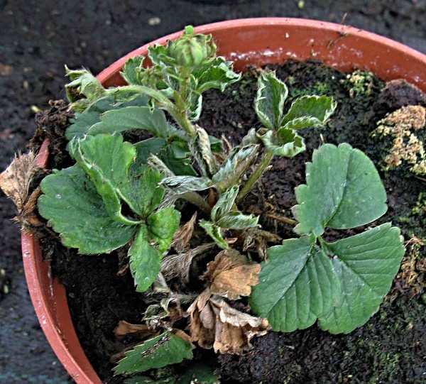 Jahodník poškozený roztoči Jahodník poškozený roztoči