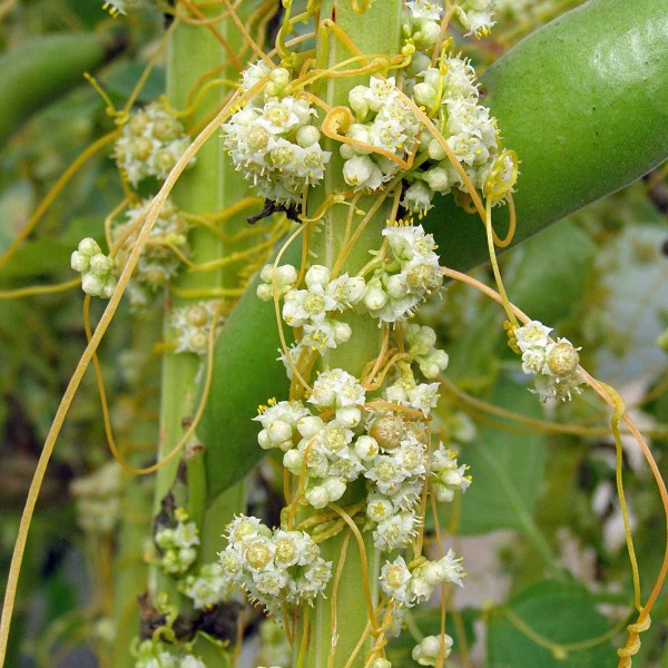 Kvetouc&iacute; kokotice ladn&iacute; na rostlině bobu