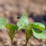 Ře&scaron;en&iacute; proti rezistentn&iacute;m populac&iacute;m bl&yacute;sk&aacute;čka řepkov&eacute;ho a&nbsp;dřepč&iacute;kům