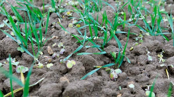 Obr. 2: Vysok&aacute; &uacute;činnost herbicidu Glean 75 WG (chlorsulfuron) na v&yacute;drol řepky, kterou tento př&iacute;pravek vykazuje i&nbsp;při relativně n&iacute;zk&eacute;m d&aacute;vkov&aacute;n&iacute;, bude mnoha pěstitelů chybět