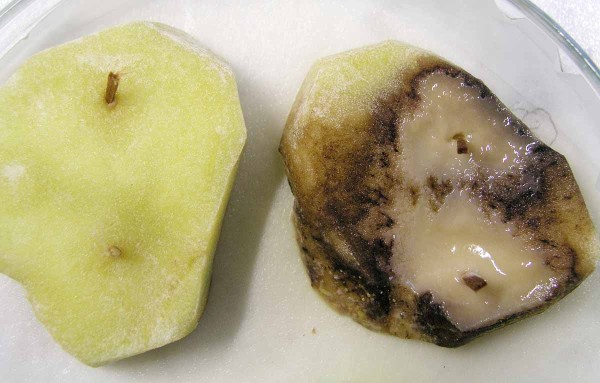 Pectobacterium carotovorum - test pektinolytick&eacute; aktivity