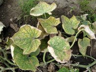 Listy okurky posáté sviluškami Listy okurky posáté sviluškami